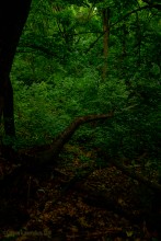 Крыница в Осиновой балке