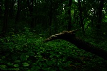 Крыница в Осиновой балке