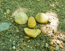 Прогулка по маршруту Детской железной дороги в парке им. Н. Островского в Ростове-на-Дону