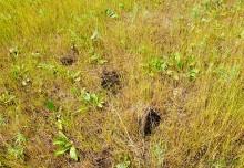 Цепь древних Алитубских курганов на ерике Подпольном.