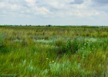 Цепь древних Алитубских курганов на ерике Подпольном.
