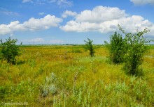 Цепь древних Алитубских курганов на ерике Подпольном.