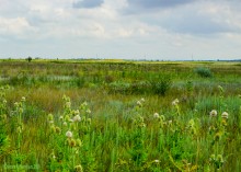 Цепь древних Алитубских курганов на ерике Подпольном.