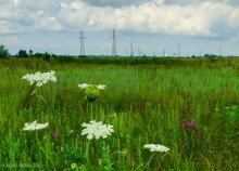 Цепь древних Алитубских курганов на ерике Подпольном.