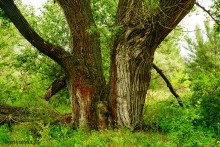 Прогулка в Бородиновском лесу у скал на Северском Донце