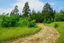 Прогулка в Бородиновском лесу у скал на Северском Донце