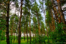 Прогулка в Бородиновском лесу у скал на Северском Донце