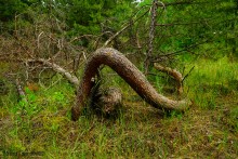 Прогулка в Бородиновском лесу у скал на Северском Донце