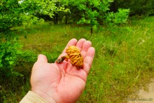 Прогулка в Бородиновском лесу у скал на Северском Донце