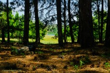 Прогулка в Бородиновском лесу у скал на Северском Донце