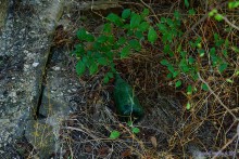 Постоялый двор на чумацком тракте в хуторе Аникин