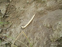 Кобяково городище под Аксаем