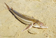 Поход в Вешенскую в конце лета