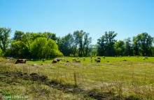 Путешествие к устью реки Песковатки, притока Дона