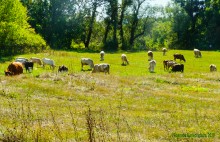 Путешествие к устью реки Песковатки, притока Дона