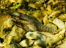 Хищная птица отдыхает на камнях