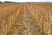 Осеннее поле подсолнухов