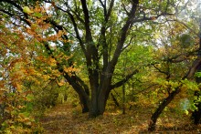 Памятник природы Черная балка