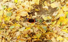 Памятник природы Черная балка