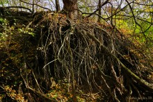 Памятник природы Черная балка