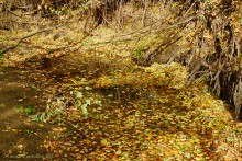 Памятник природы Черная балка
