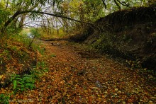 Памятник природы Черная балка
