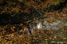 Памятник природы Черная балка