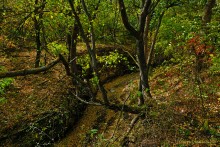 Памятник природы Черная балка