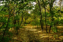 Памятник природы Черная балка