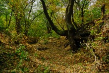 Памятник природы Черная балка