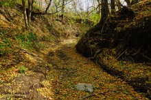 Памятник природы Черная балка