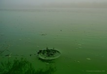 Цветение реки Дон в начале ноября у станицы Старочеркасской