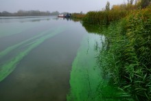 Цветение реки Дон в начале ноября у станицы Старочеркасской