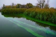 Цветение реки Дон в начале ноября у станицы Старочеркасской