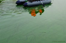 Цветение реки Дон в начале ноября у станицы Старочеркасской