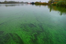 Цветение реки Дон в начале ноября у станицы Старочеркасской