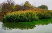 Цветение реки Дон в начале ноября у станицы Старочеркасской