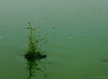 Цветение реки Дон в начале ноября у станицы Старочеркасской