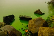 Цветение реки Дон в начале ноября у станицы Старочеркасской