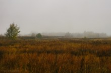 Донское займище у станицы Старочеркасской в ноябре