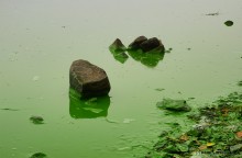 Цветение реки Дон в начале ноября у станицы Старочеркасской