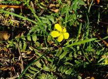 Якорцы стелющиеся, последние цветы года
