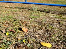 Якорцы стелющиеся, последние цветы года