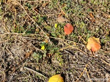 Якорцы стелющиеся, последние цветы года