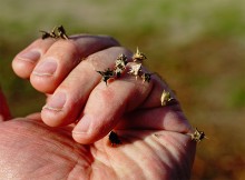 Якорцы стелющиеся, последние цветы года