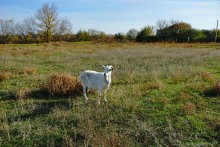 Якорцы стелющиеся, последние цветы года