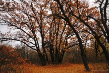 Прогулка по осенним лесам и перекатам на Северском Донце