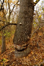 Прогулка по осенним лесам и перекатам на Северском Донце