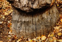 Прогулка по осенним лесам и перекатам на Северском Донце