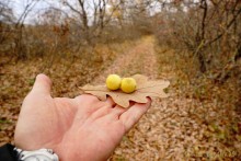 Прогулка по осенним лесам и перекатам на Северском Донце